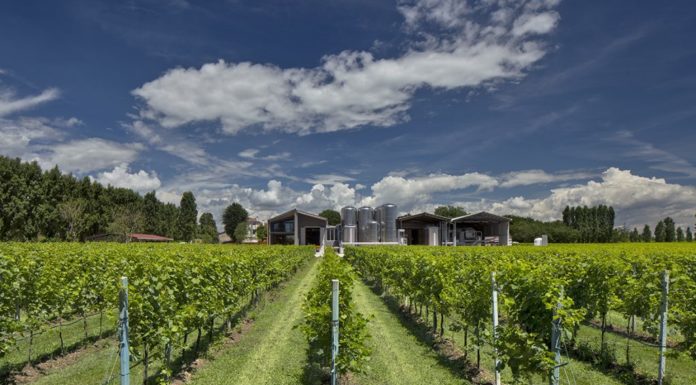 TREVISO: Pizzolato Organic Wine Tour