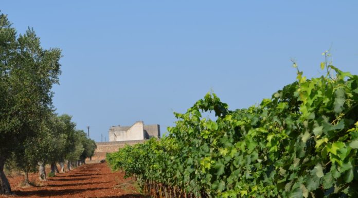 LECCE: Garofano Vini Wine Tour