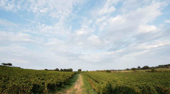 CIRO’ MARINA: Librandi Wine Tour