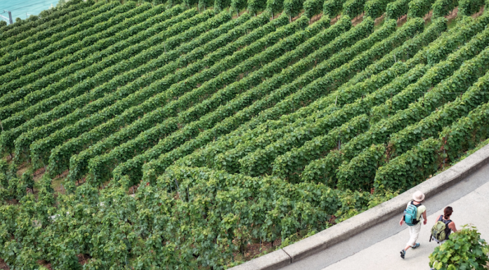 CANTINE APERTE 2019: conoscere l’Italia attraverso il vino