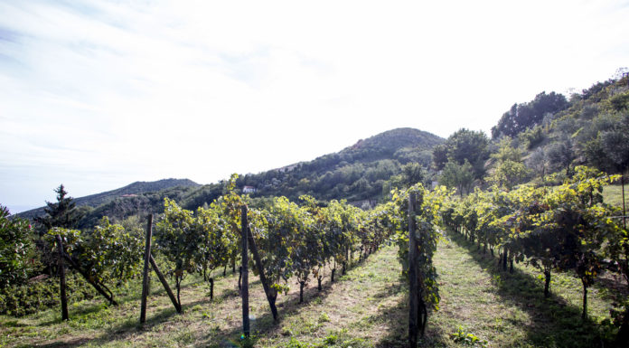 SALERNO: Villa Lupara Wine Tour