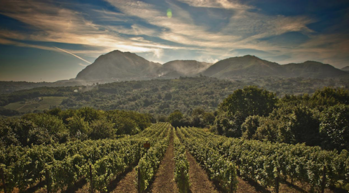 CIAK IRPINIA: la vendemmia va in scena