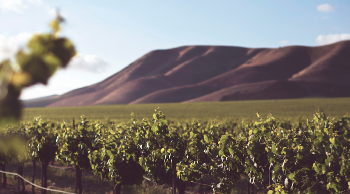 Giornata Nazionale della Cultura del VINO e dell’OLIO 2019