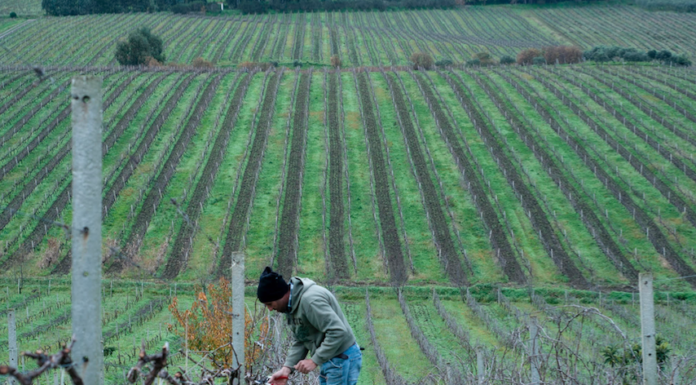 MIVINO: a Milano le storie dei vignaioli che resistono