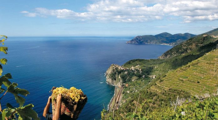 LIGURIA WINE TREKKING. Una passeggiata tra i vigneti