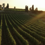 Poggio Le Volpi