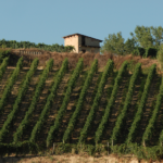 Roero Vigneti
