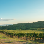 Vallepicciola Vini