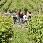 Wine Trekking