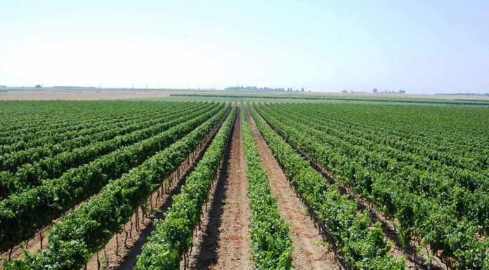 TERRE DEL NEGROAMARO 2019. Il premio che celebra il vino del Salento
