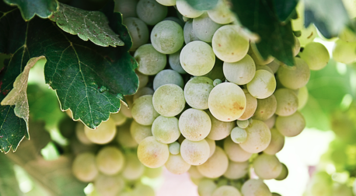 WINE EXPERIENCE: vendemmia nella TERRE DERTHONA