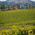 Vino Nobile di Montepulciano (6)
