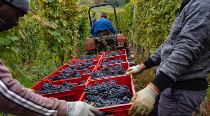 La VENDEMMIA DIDATTICA in Langhe Monferrato Roero