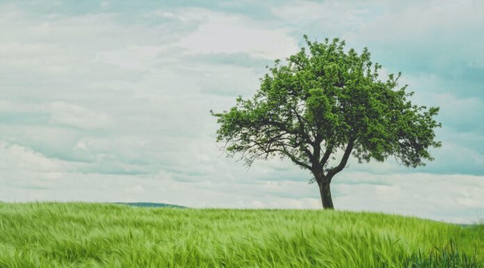 Il VINO NOBILE DI MONTEPULCIANO per la giornata dell’albero