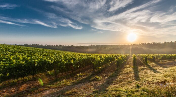 Enoturismo in IRPINIA: visite in cantina, showcooking ed escursioni