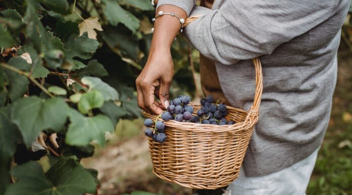 In Toscana torna CANTINE APERTE IN VENDEMMIA: ecco tutte le attività