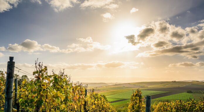 Le VIGNE URBANE e il futuro dell’enoturismo