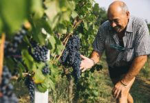 OVADAREVOLUTION: Il tour enogastronomico nelle terre dell’Ovada Docg