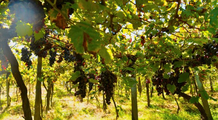 BRASILE: Meta esotica per gli amanti del vino