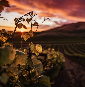 “ALLE RADICI DEL BAROLO”: Slow Food presenta il libro sulle origini di questo vino