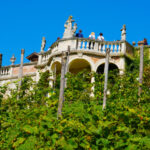 ASOLO_ Vigneto Ritrovato 2