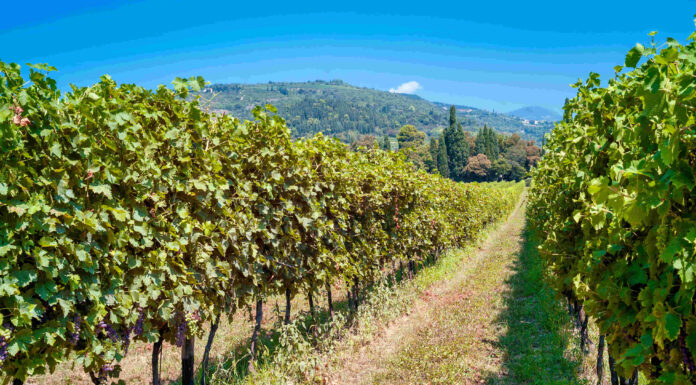 EXPLOIT MILLENIALS E VIGNETI GREEN: Il lifting dell’Amarone