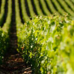 Alfred-Gratien-Vineyards-1