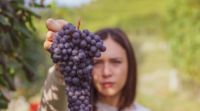 LANGHE E ROERO: Tre giorni in cantina