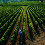 Gianni in vineyard