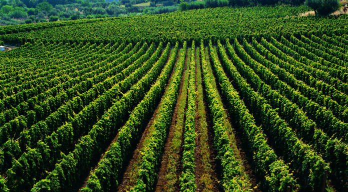MASCIARELLI: Il Villa Gemma 2018 a Vinitaly