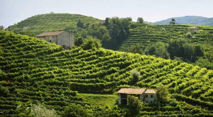 MIONETTO: medaglie d’oro e d’argento al Mundus Vini