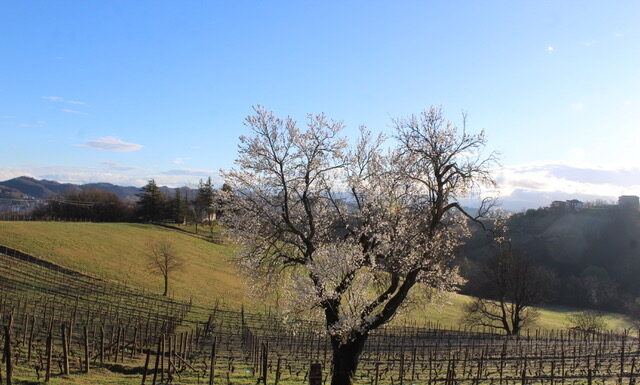 CASCINA DELLE MONACHE: Una piccola realtà del Gavi Docg