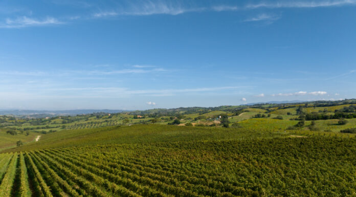 MAREMMA, TERRA DEL CILIEGIOLO DOC E ALTRI CILIEGIOLI D’ITALIA: Al via la prima edizione