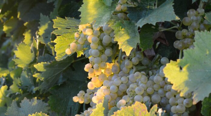 ABACCABIANCA: Alla scoperta di Tutto un altro Piemonte