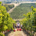 lambrusco-vendemmia-castelvetro-foto-marco-parisi-3
