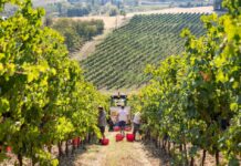 I LAMBRUSCO DOC: Masterclass e degustazioni per conoscerli