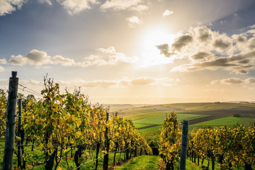 3.Stati Generali del Vino