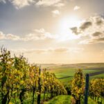 3.Stati Generali del Vino