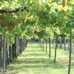 canavese-impianto-a-pergola-canavesana-1080×675