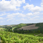 Cantine Sant’Agata_vigne