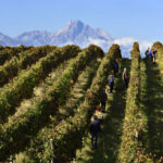 Vigne Abruzzesi