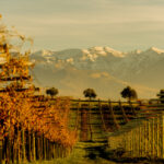 Vigne_Abruzzo_Ph Straccini-11