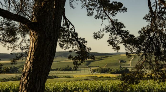 ANNATA RECORD PER COMTE DE MONTAIGNE : Maison di Champagne de Prestige dell’Aube