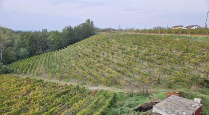 OVADA REVOLUTION 2023: il nostro tour tra i vigneti del Monferrato