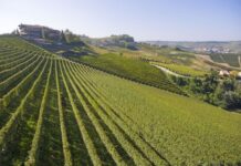 PARUSSO E BOCCOLI: La degustazione al buio