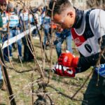 01 Festival del Potatore_Pruning contest