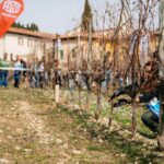 Festival del Potatore – Pruning contest
