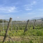 Vigneti della Valpolicella