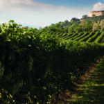 Vigna Asolo