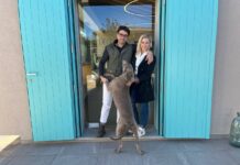 INDIGENOUSLY: la linea in cemento di Vigna Lenuzza che esalta le qualità dell’autoctono Famiglia Lenuzza